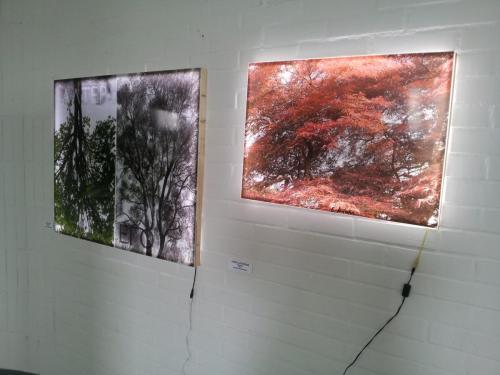 installazione alberi