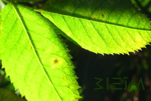 couple of leaves